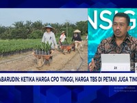Harga TBS Turun, 2 Juta Petani Sawit Merugi Sambut Kebijakan Ekspor Satu Pintu