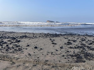 Tumpahan Batu Bara Cemari Pantai Pangandaran, Habitat Penyu Terancam!