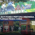 Intip Gemasnya Rio, Bayi Panda Pertama Indonesia Hasil Diplomasi Panda China