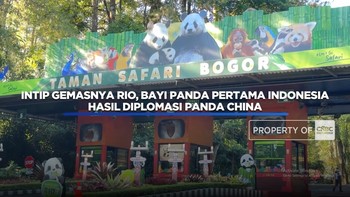 Intip Gemasnya Rio, Bayi Panda Pertama Indonesia Hasil Diplomasi Panda China