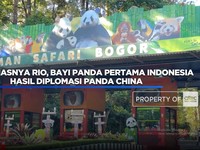 Intip Gemasnya Rio, Bayi Panda Pertama Indonesia Hasil Diplomasi Panda China