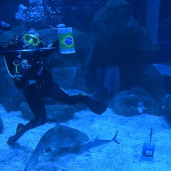 Soccer Football - FIFA World Cup 2026 - Shark predicts winner of Brazil v Haiti - AquaRio, Rio de Janeiro, Brazil - June 18, 2026 A diver reacts after a shark at the AquaRio aquarium picks Brazil as the the winner of Brazil against Haiti REUTERS/Tita