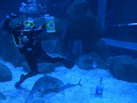 Soccer Football - FIFA World Cup 2026 - Shark predicts winner of Brazil v Haiti - AquaRio, Rio de Janeiro, Brazil - June 18, 2026 A diver reacts after a shark at the AquaRio aquarium picks Brazil as the the winner of Brazil against Haiti REUTERS/Tita