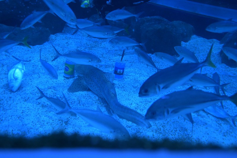 Soccer Football - FIFA World Cup 2026 - Shark predicts winner of Brazil v Haiti - AquaRio, Rio de Janeiro, Brazil - June 18, 2026 A shark at the AquaRio aquarium picks Brazil as the winner of Brazil against Haiti REUTERS/Tita Barros