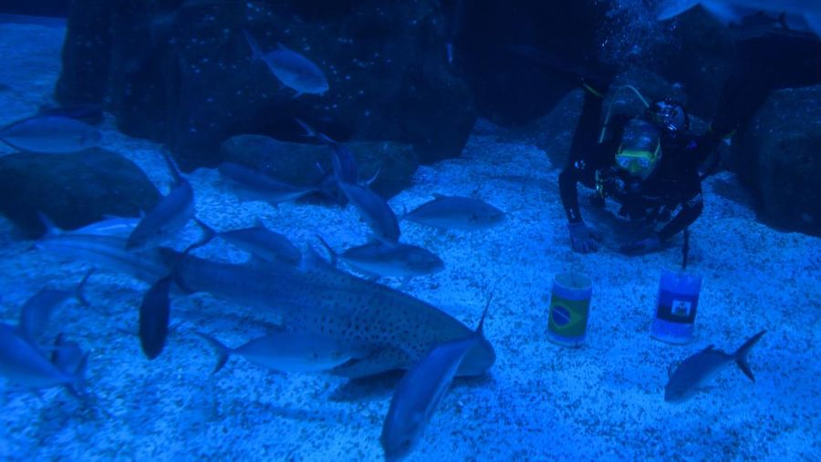 Soccer Football - FIFA World Cup 2026 - Shark predicts winner of Brazil v Haiti - AquaRio, Rio de Janeiro, Brazil - June 18, 2026 A shark at the AquaRio aquarium prepares to predict the winner of Brazil against Haiti as a diver looks on REUTERS/Tita