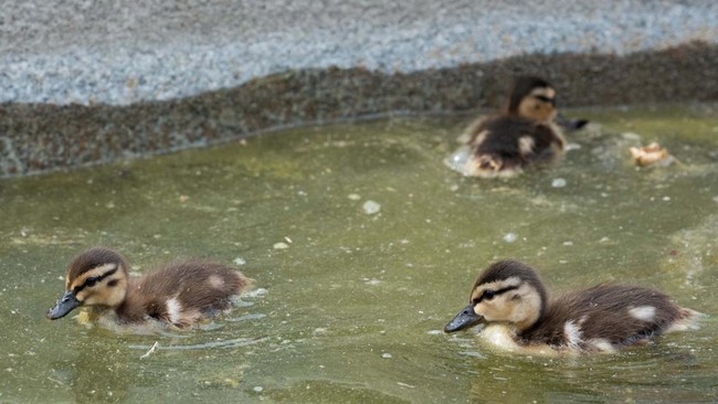 AS Rusuh Saling Tuduh, 2 Bebek Mati di Kolam Kebanggaan Donald Trump