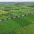 Foto udara menujukkan lahan sawah di Merauke. (Kementan)