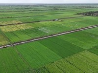 Foto udara menujukkan lahan sawah di Merauke. (Kementan)
