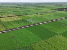 Foto udara menujukkan lahan sawah di Merauke. (Kementan)