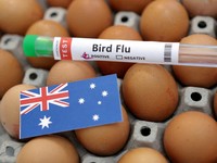 Sebuah tabung reaksi berlabel "Flu Burung", telur, dan selembar kertas berwarna bendera nasional Australia. (REUTERS/Dado Ruvic/Illustration//File Foto)