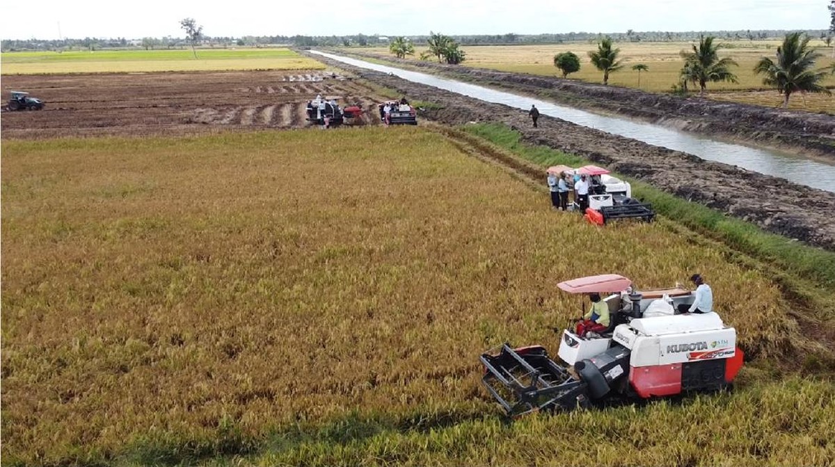 Produksi Beras di Merauke Melonjak, Harga Turun ke Rp15.500/ Kg