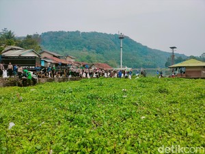 Waduk Jangari Kembali Bernapas, Puluhan Ton Eceng Gondok Disingkirkan