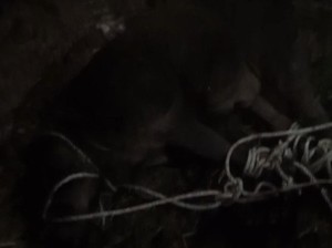Babi Hutan Masuk ke Rumah Warga di Sergai, 1 Orang Terluka
