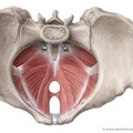 Foto: Ilustrasi otot dasar panggul (pelvic floor muscle). (Dokumentasi Kenhub)