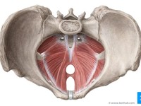 Foto: Ilustrasi otot dasar panggul (pelvic floor muscle). (Dokumentasi Kenhub)