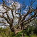 Pohon Major Oak. (Dok. RSPB)