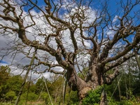 Pohon Major Oak. (Dok. RSPB)