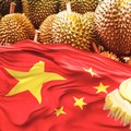 Durian Bisa Jadi
Mesin Devisa Baru RI, China Siap Menampung