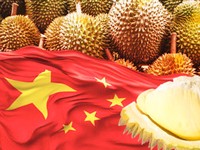 Durian Bisa Jadi
Mesin Devisa Baru RI, China Siap Menampung