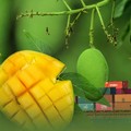 Infografis/ Fenomena Baru! Mangga Prancis Mulai Banjiri Indonesia/ Ilham Restu