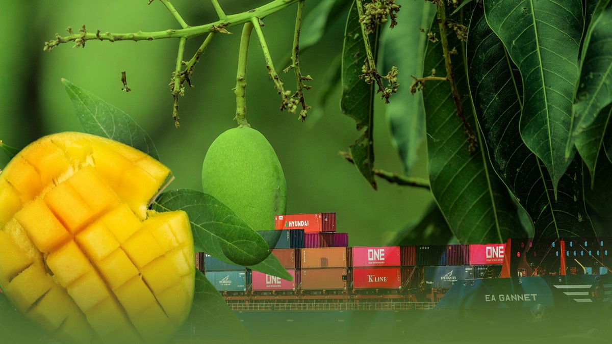 Fenomena Baru! Mangga Prancis Mulai Banjiri Indonesia