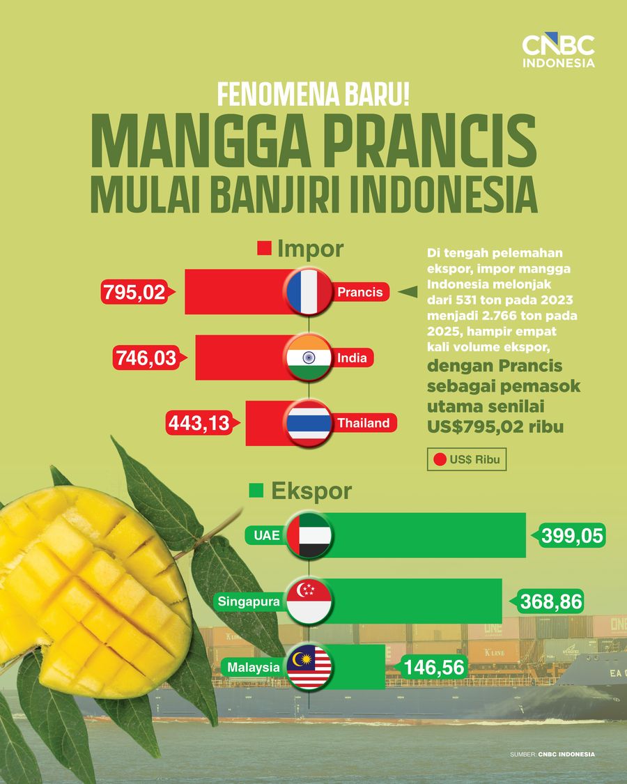 Infografis/ Fenomena Baru! Mangga Prancis Mulai Banjiri Indonesia/ Ilham Restu