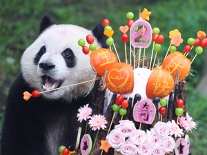 Video: Momen Perayaan Ulang Tahun Panda Raksasa ke-36 di Meksiko