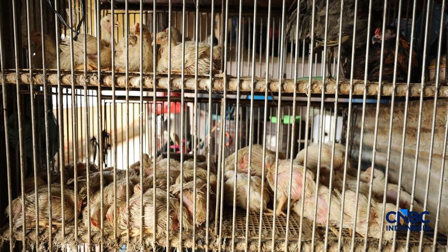 Harga ayam di penjual turun drastis ke angka Rp 13.000/kg di pasar Kebayoran Lama, Jakarta, Senin (29/6/2026).