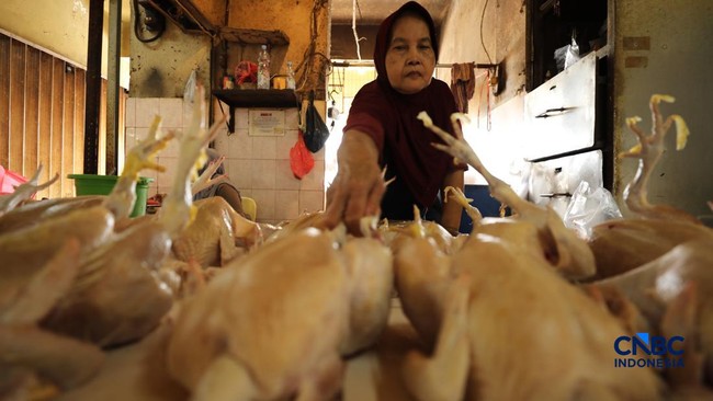 Harga Ayam Broiler di Jakarta Terjun Bebas, Udah 4 Bulan Cuma Rp13.000