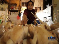 Harga ayam di penjual turun drastis ke Rp 13.000/kg di pasar Kebayoran Lama, Jakarta, Senin (29/6/2026). (CNBC Indonesia/Tri Susilo)
