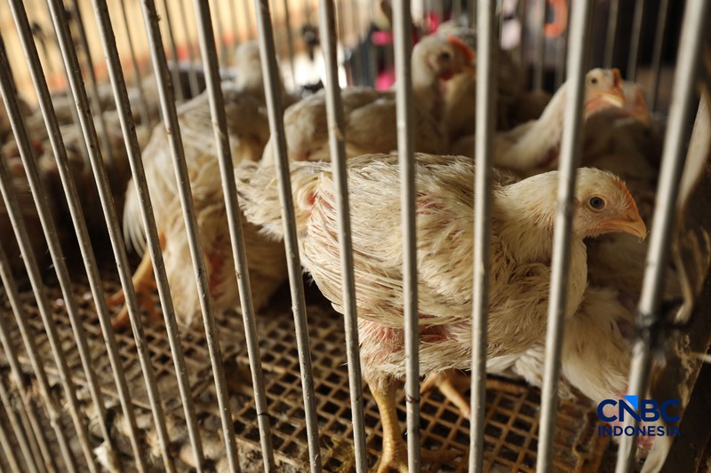 Harga ayam di penjual turun drastis ke angka Rp 13.000/kg di pasar Kebayoran Lama, Jakarta, Senin (29/6/2026). (CNBC Indonesia/Tri Susilo)