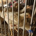 Harga ayam di penjual turun drastis ke angka Rp 13.000/kg di pasar Kebayoran Lama, Jakarta, Senin (29/6/2026). (CNBC Indonesia/Tri Susilo)