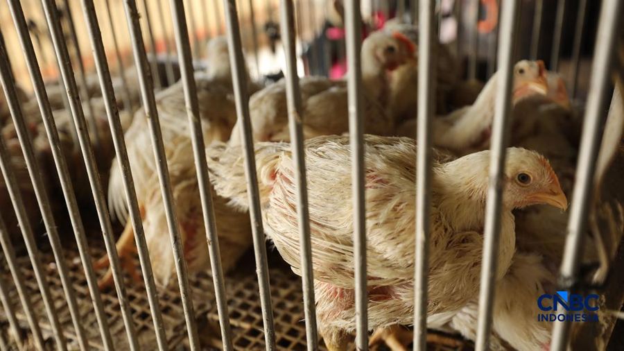 Harga ayam di penjual turun drastis ke angka Rp 13.000/kg di pasar Kebayoran Lama, Jakarta, Senin (29/6/2026).