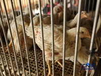 Harga ayam di penjual turun drastis ke angka Rp 13.000/kg di pasar Kebayoran Lama, Jakarta, Senin (29/6/2026). (CNBC Indonesia/Tri Susilo)