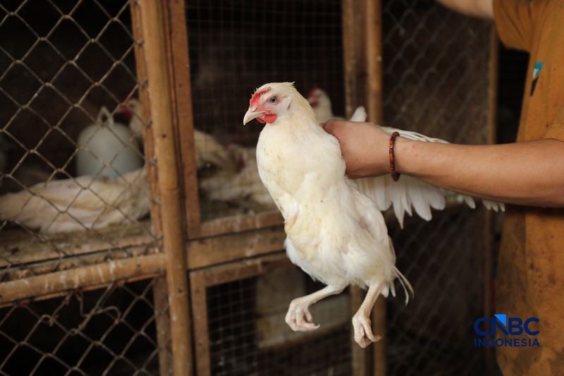 Harga ayam di penjual turun drastis ke angka Rp 13.000/kg di pasar Kebayoran Lama, Jakarta, Senin (29/6/2026). (CNBC Indonesia/Tri Susilo)