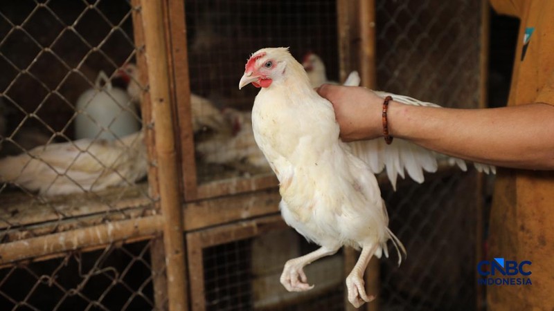 Harga ayam di penjual turun drastis ke angka Rp 13.000/kg di pasar Kebayoran Lama, Jakarta, Senin (29/6/2026).