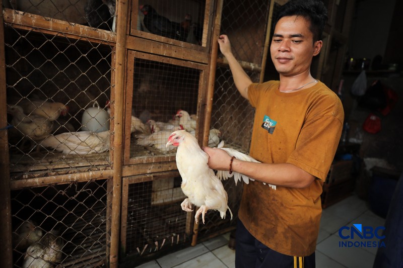 Harga ayam di penjual turun drastis ke angka Rp 13.000/kg di pasar Kebayoran Lama, Jakarta, Senin (29/6/2026). (CNBC Indonesia/Tri Susilo)