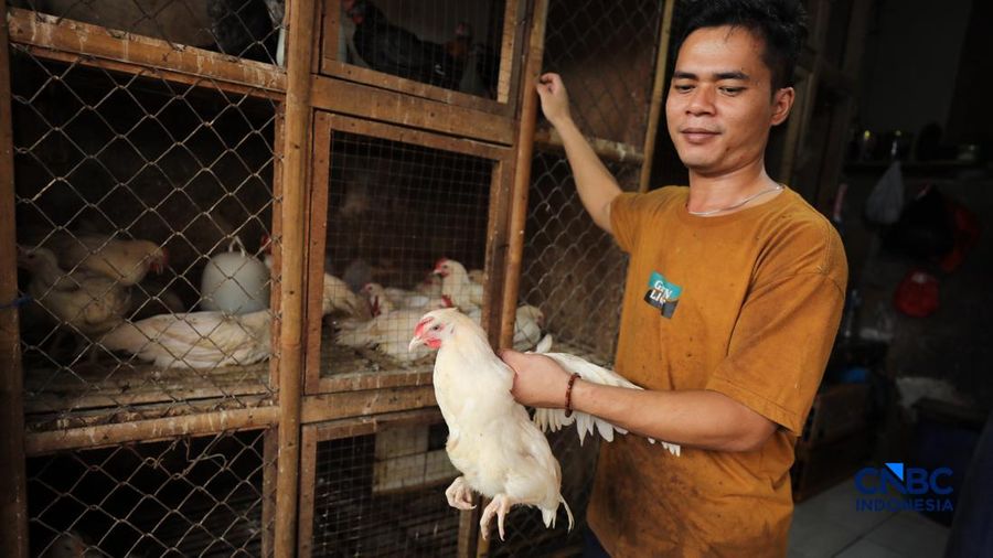 Harga ayam di penjual turun drastis ke angka Rp 13.000/kg di pasar Kebayoran Lama, Jakarta, Senin (29/6/2026).