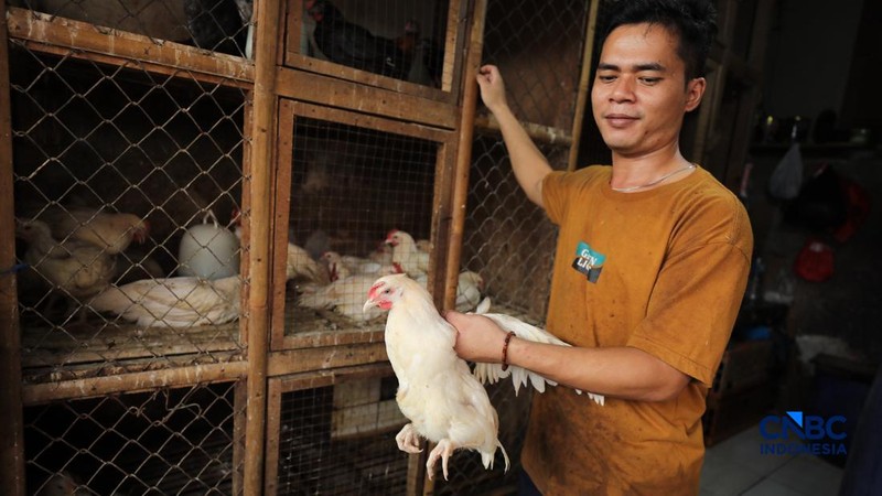 Harga ayam di penjual turun drastis ke angka Rp 13.000/kg di pasar Kebayoran Lama, Jakarta, Senin (29/6/2026).