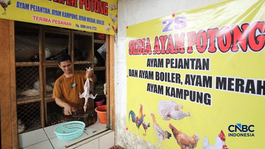 Harga ayam di penjual turun drastis ke angka Rp 13.000/kg di pasar Kebayoran Lama, Jakarta, Senin (29/6/2026).