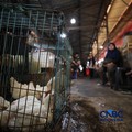 Harga ayam di penjual turun drastis ke angka Rp 13.000/kg di pasar Kebayoran Lama, Jakarta, Senin (29/6/2026). (CNBC Indonesia/Tri Susilo)