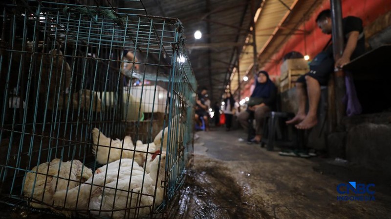 Harga ayam di penjual turun drastis ke angka Rp 13.000/kg di pasar Kebayoran Lama, Jakarta, Senin (29/6/2026).