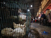 Harga ayam di penjual turun drastis ke angka Rp 13.000/kg di pasar Kebayoran Lama, Jakarta, Senin (29/6/2026). (CNBC Indonesia/Tri Susilo)