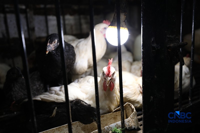 Harga ayam di penjual turun drastis ke angka Rp 13.000/kg di pasar Kebayoran Lama, Jakarta, Senin (29/6/2026). (CNBC Indonesia/Tri Susilo)