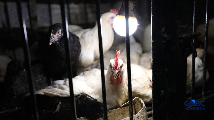Harga ayam di penjual turun drastis ke angka Rp 13.000/kg di pasar Kebayoran Lama, Jakarta, Senin (29/6/2026).