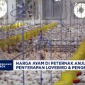 Harga Ayam di Peternak Anjlok