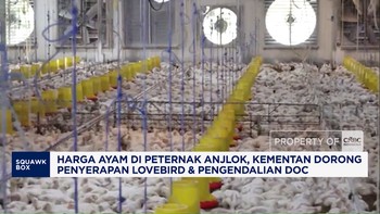 Harga Ayam di Peternak Anjlok