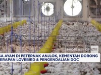 Harga Ayam di Peternak Anjlok
