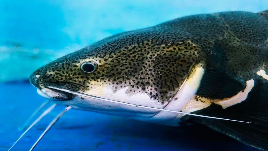 Ilustrasi ikan lele biru. (Dok. Pexels)