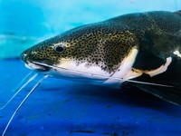 Ilustrasi ikan lele biru. (Dok. Pexels)